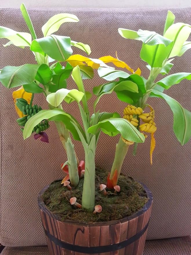 Seeds Indoor Banana Tree Ornamental Perennial Non-GMO for Planting