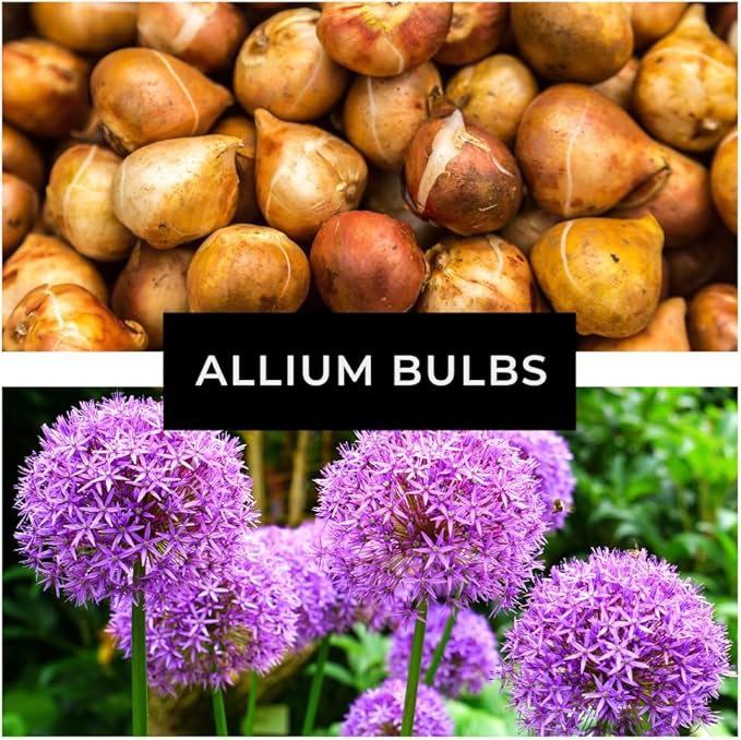 10 Dark Purple Allium Bulbs Blooming Onion Flowering Perennial Garden Flower