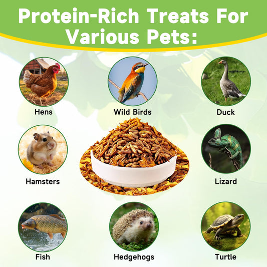 MTART 1Kg Dried Black Soldier Fly Larvae Treat for Chicken, 100% Natural Non-GMO More Calcium Than Dried Mealworms High Protein Chicken Feed for Birds, Ducks, Layer Hens
