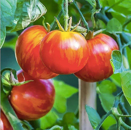 50+ Tigerella Tomato Seeds - Large Tomato - One of The Most Delicious Tomatoes for Home Growing, Non GMO - Neonicotinoid-Free.