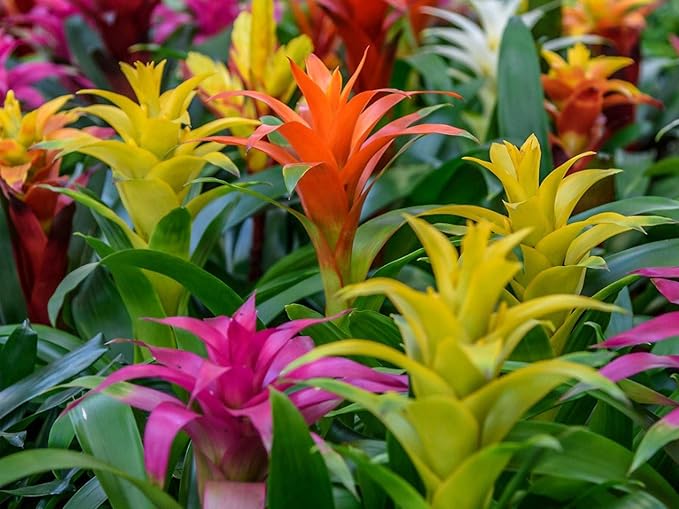 Gardenera Premium Bromeliad Potting Mix - Nourish Your Bromeliads for Vibrant Growth and Stunning Colors - 1 Quart
