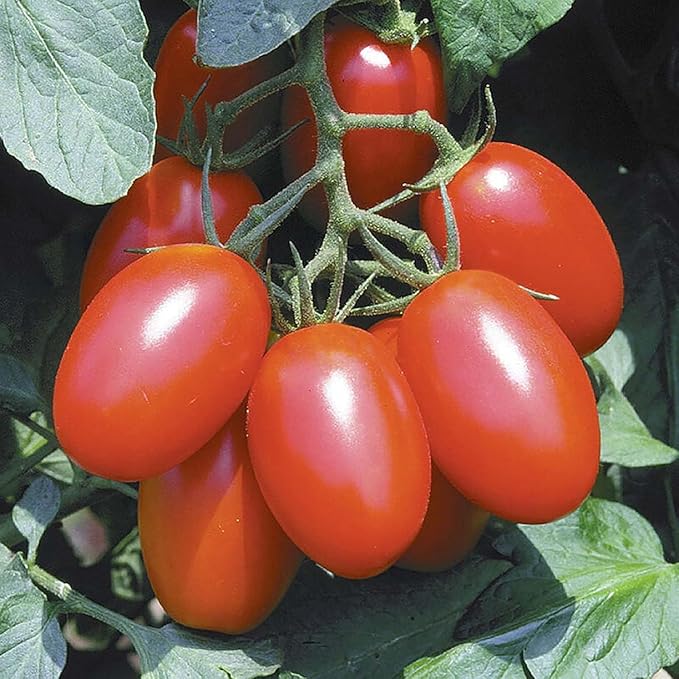 Mortgage Lifter Tomato Seeds - Large Tomato - One of The Most Delicious Tomatoes for Home Growing.