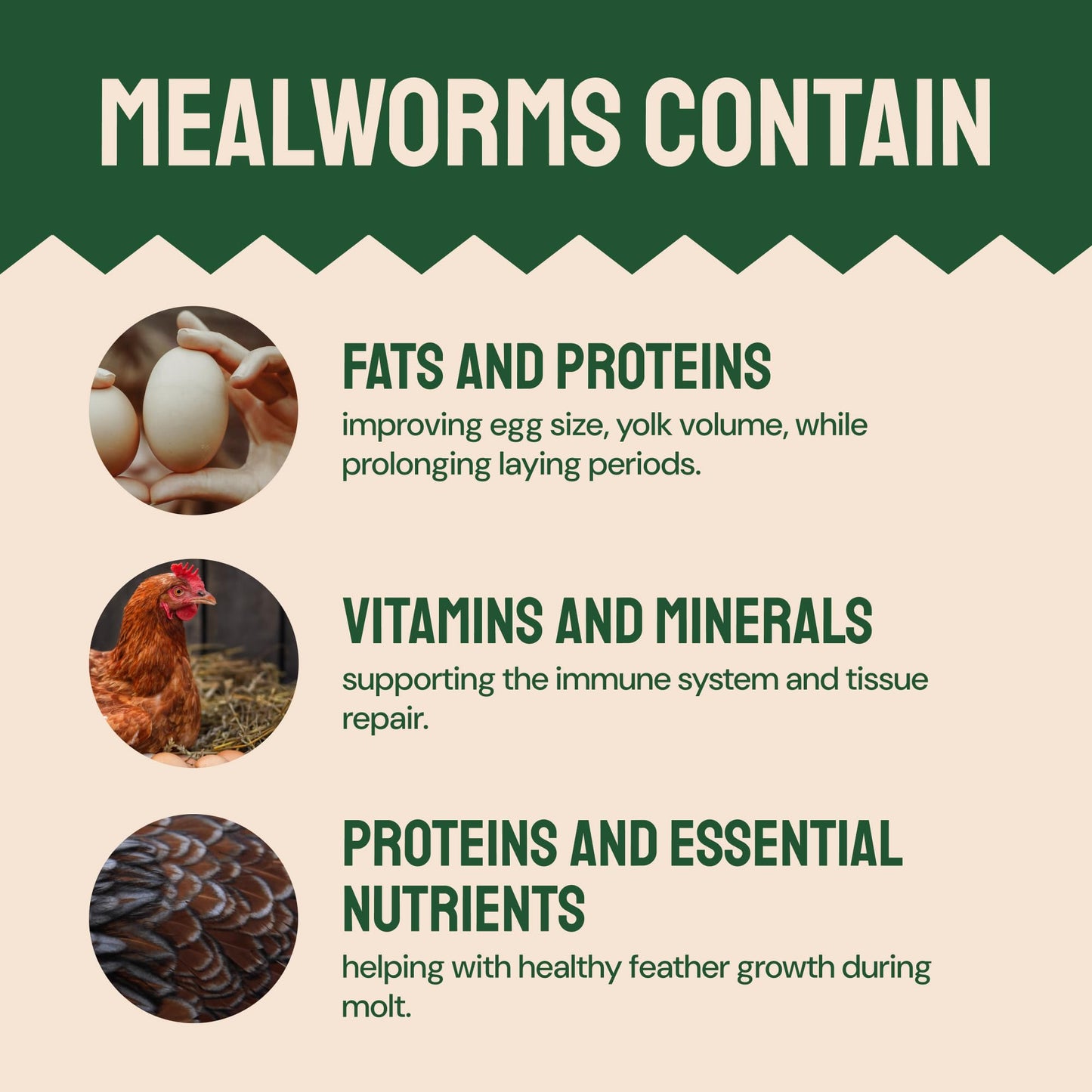 Hatortempt Chicken Feed Dried Mealworms - 5 Lb, Non-GMO & Organic - High-Protein Mealworms for Wild Birds & Ducks, Chicken Treats & Bird Food