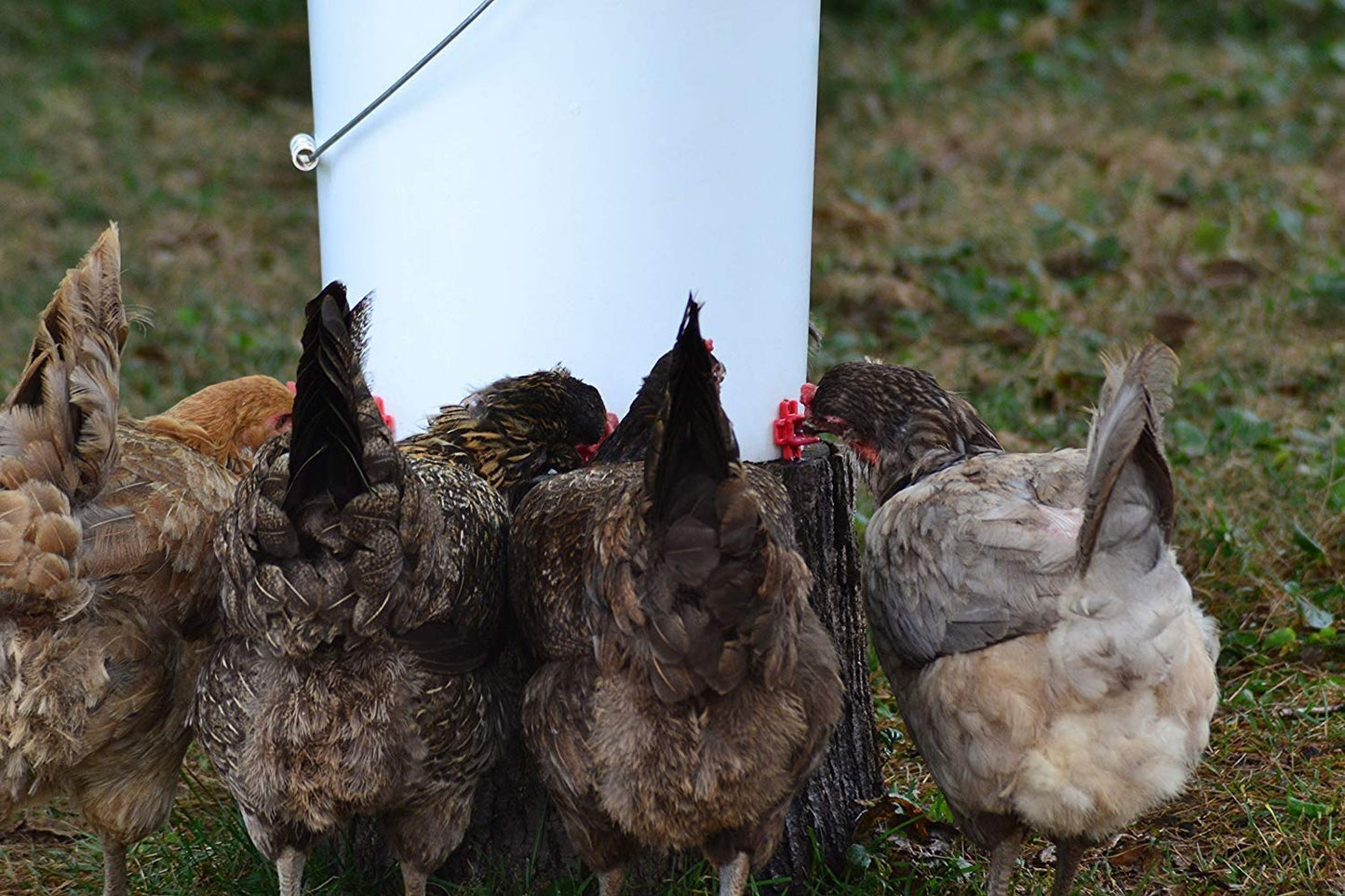 RentACoop DIY Waterer Kit - Horizontal Nipples with Dribble Dish and Installation Tool - Great for Chickens, Turkeys, Peafowl, and Other Poultry - 6 Pack