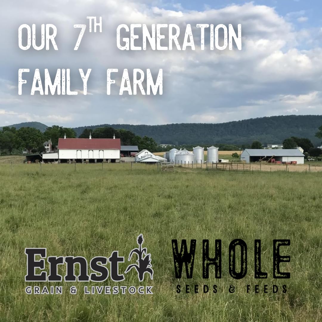 Ernst Grain & Livestock Non‑GMO Fine‑Ground Cornmeal – Premium Feed‑Grade 10 lb (160 oz) Portable Bag – All‑Natural, Unprocessed Grain Meal for Poultry, Livestock & Small Animals