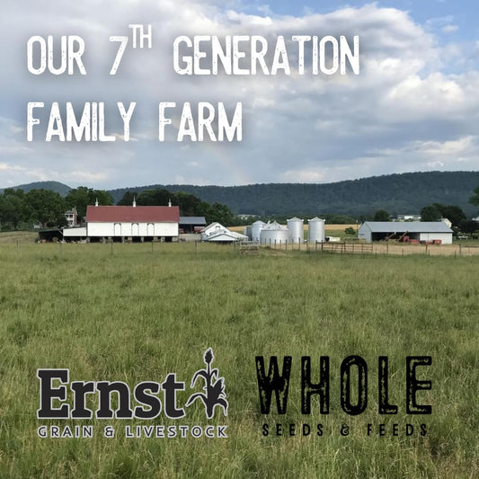 Ernst Grain & Livestock Non‑GMO Fine‑Ground Cornmeal – Premium Feed‑Grade 10 lb (160 oz) Portable Bag – All‑Natural, Unprocessed Grain Meal for Poultry, Livestock & Small Animals