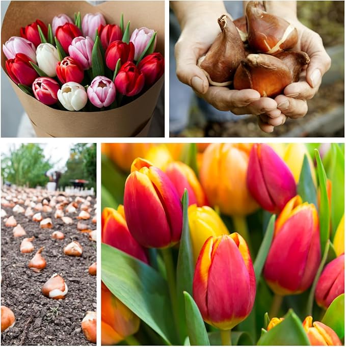 Rainbow Color Tulip Bulbs for Planting – 10 Premium Garden or Container Bulbs – Spring Blooms, Perennial Flowers, Borders, Beds, Patio, and Cut Flower Arrangements