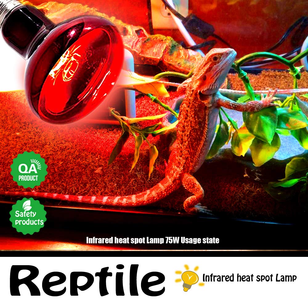MCLANZOO Infrared Heat Lamp Bulbs 75W 2 Pack,Red Basking Spot Light Bulb Reptile Heating lamp for Bearded Dragon,Turtle,Snake,Leopard Gecko,Chicked with Digital Temperature Thermometer