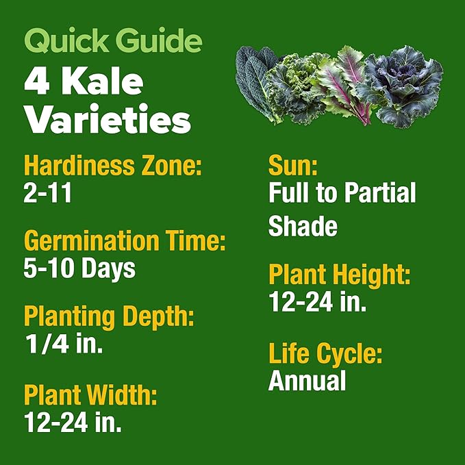 HOME GROWN 𝗨𝗦𝗔 𝗣𝗥𝗘𝗠𝗜𝗨𝗠 Heirloom Vegetable Seeds 𝗡𝗢𝗡-𝗚𝗠𝗢 Vegetable Seeds for Planting Home Garden, Beans, Carrots, Peppers, Cucumber, Kale, Pepper Seeds, Tomato (4 Kale)