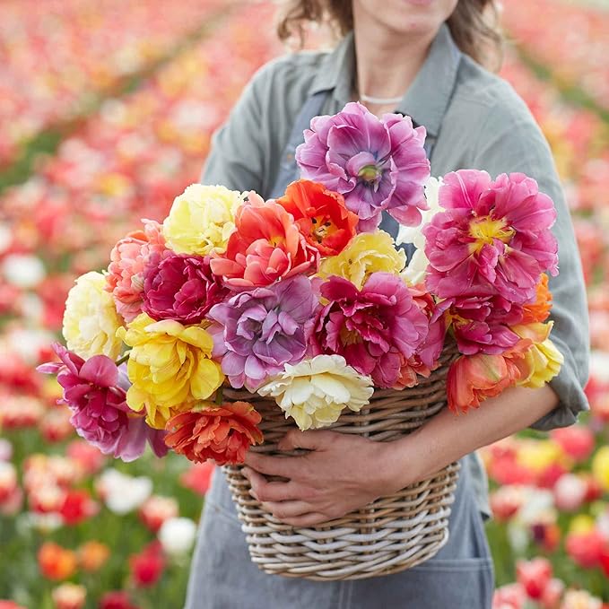 Eden Brothers Tulip Bulbs, Flowered Tulips, 10 Bulbs | Perennial Flowers, Spring or Fall Planted, Full Sun, Indoor Forcing or Outdoor Planting, Easy-to-Grow | Zones 3, 4, 5, 6, 7, 8