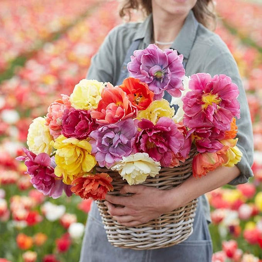 Eden Brothers Tulip Bulbs, Flowered Tulips, 10 Bulbs | Perennial Flowers, Spring or Fall Planted, Full Sun, Indoor Forcing or Outdoor Planting, Easy-to-Grow | Zones 3, 4, 5, 6, 7, 8