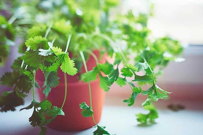 Gardenera Cilantro Plant Potting Soil - All-Natural Blend for Thriving Cilantro Plants - Boosts Root Health and Aroma - 10 Quart