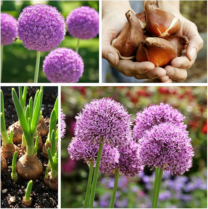 10 Dark Purple Allium Bulbs Blooming Onion Flowering Perennial Garden Flower