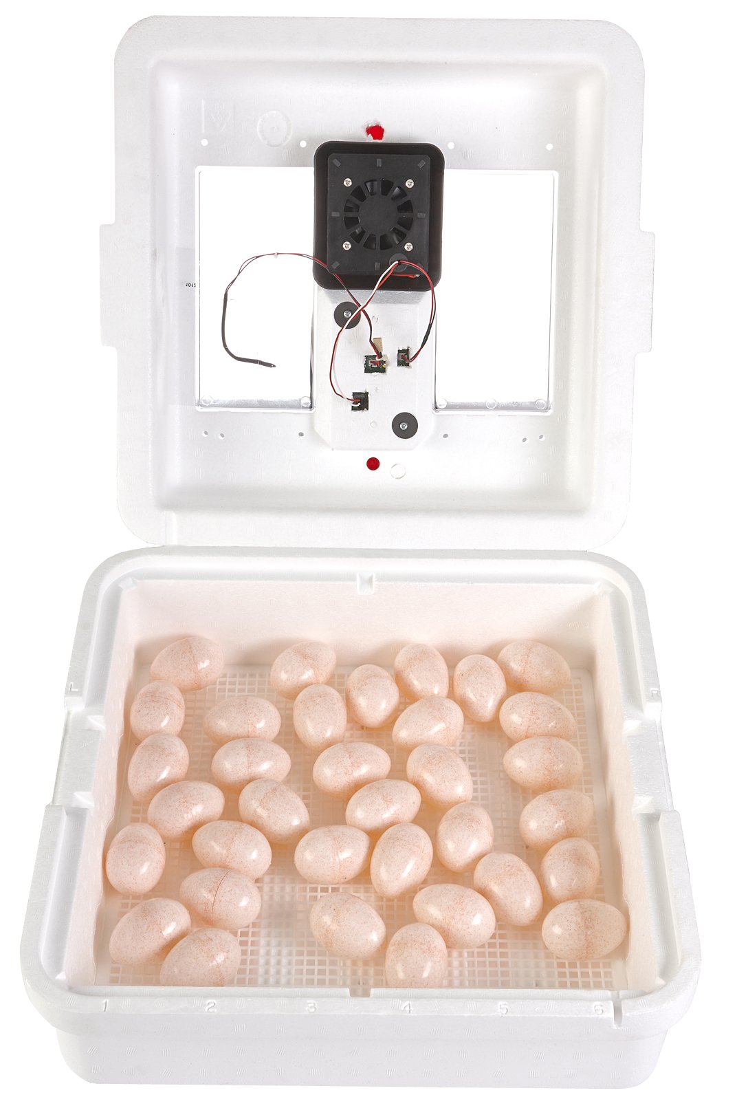 Little Giant® Digital Circulated Air Incubator | 41 Eggs | Egg Incubator with Fan, Temperature and Humidity Control | Hatching Eggs