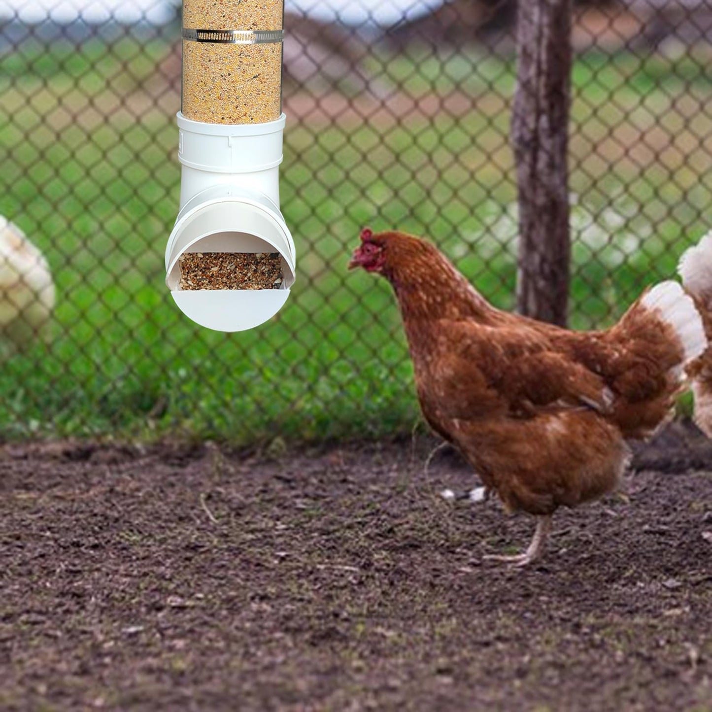 PVC Chicken Feeder,Outdoor Automatic Chicken Feeder,Chicken feeders no Waste,Wall Mount Weatherproof Chicken Gravity Feeder (Transparent)