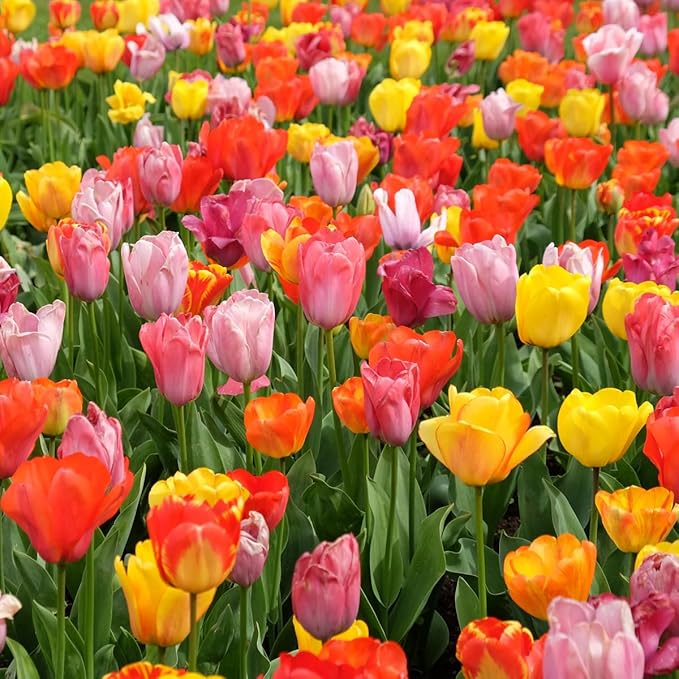 35 Mixed Tulip Bulbs – Assorted for Spring Color – Perfect for Beds, Borders & Containers – Bulk Pack of Flowers for Spring – Easy Fall Planting - Live Garden - Bulb Size 11/12cm - Willard & May