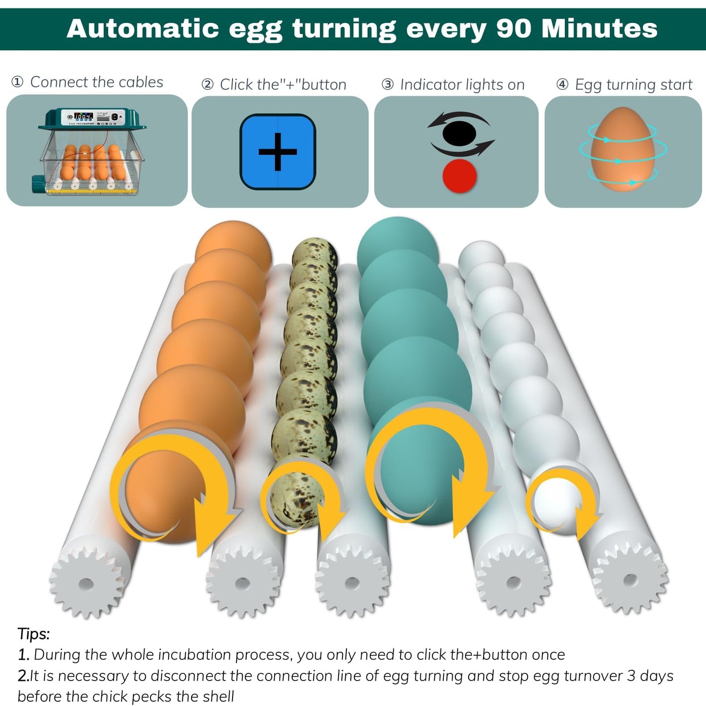 Hethya Egg Incubator, Egg Incubator with Automatic Egg Turning and Automatic Water Addition, 12-16 Eggs Incubator with Egg Candler, Incubator for Chicken Eggs Duck Eggs Quail Eggs