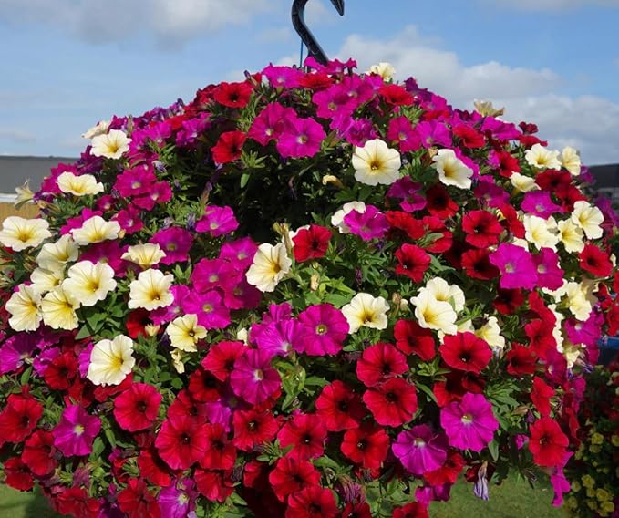 6000+ Petunia Seeds for Planting – Mix Color Annual Flower Seeds for Outdoor Garden, Hanging Baskets, and Indoor Pots – Easy to Grow, Non-GMO, Heirloom-Quality