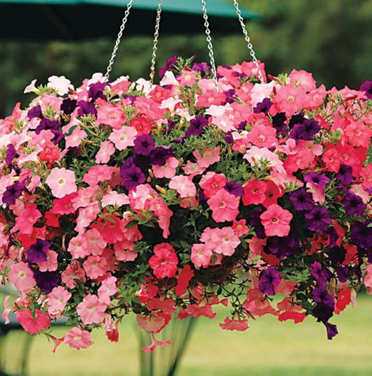6000+ Petunia Seeds for Planting – Mix Color Annual Flower Seeds for Outdoor Garden, Hanging Baskets, and Indoor Pots – Easy to Grow, Non-GMO, Heirloom-Quality