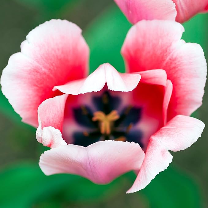 Eden Brothers Tulip Bulbs, Pink Impression, 10 Bulbs | Perennial Flowers, Spring or Fall Planted, Full Sun, Indoor Forcing or Outdoor Planting, Easy-to-Grow | Zones 3, 4, 5, 6, 7, 8