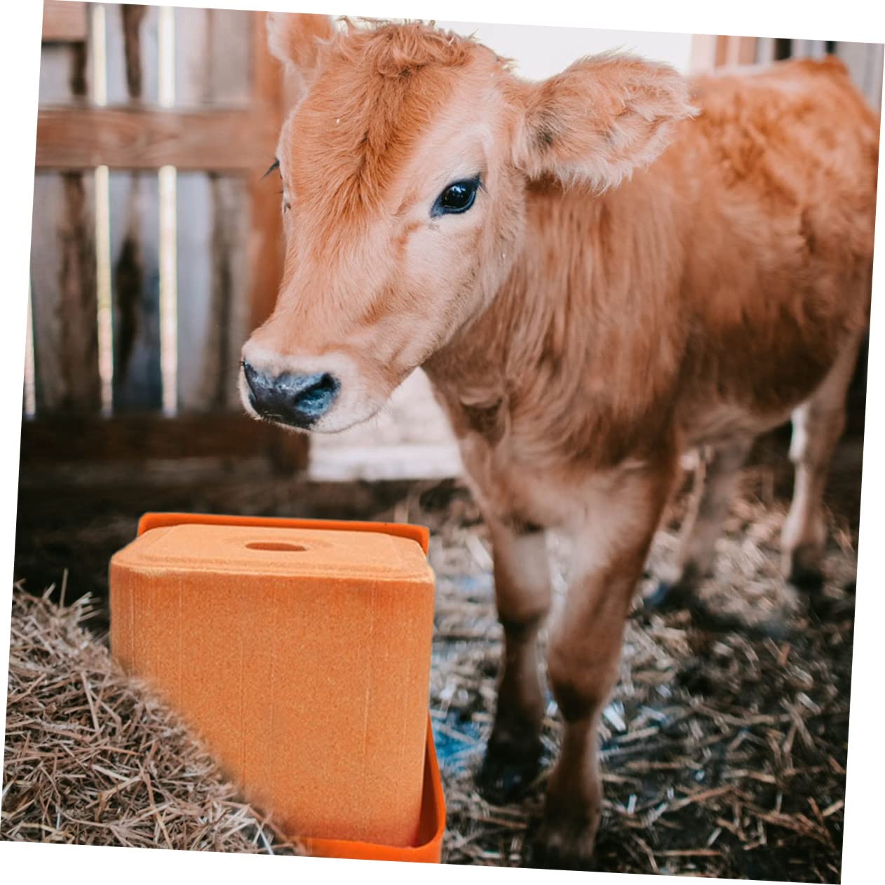 CAXUSD 2Pcs Thickened Salt Block Holders for Livestock Mixed Style Sheep Salt Lick Feeding Boxes with Lid and Spoon Durable Salt Containers for Cattle and Horses