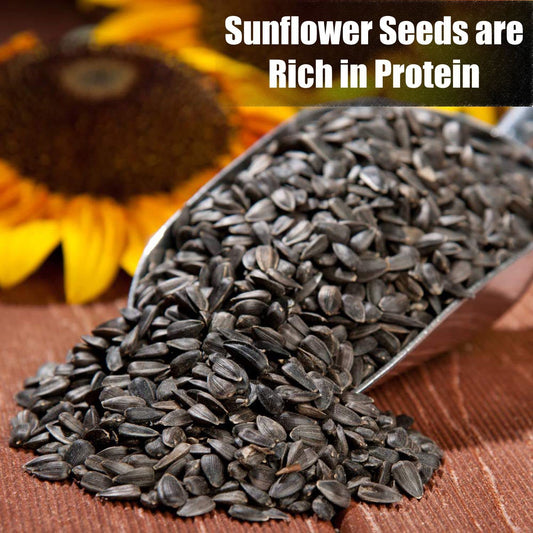 Old Potters Wildlife Black Oil Sunflower Seeds for Birds and Wildlife, Non-GMO & USA Grown on Small Farms (12 lbs)