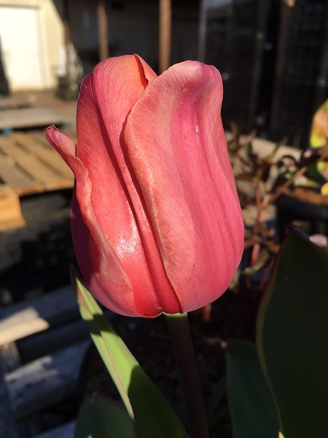 Tulip Bulbs - 20 Pink Impression Darwin Tulip - Bulb Size 11/12 cm - Fall Planting & Spring Blooms