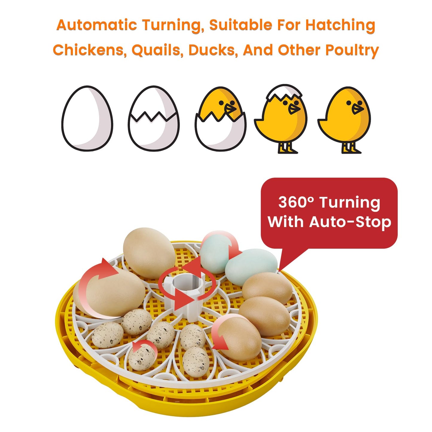 TRIOCOTTAGE 12 Clear Egg Hatching Incubator with Automatic Egg Turning and Auto Water Replenishment for Chicken Eggs and Quail Egg (Eco-Friendly Packaging)