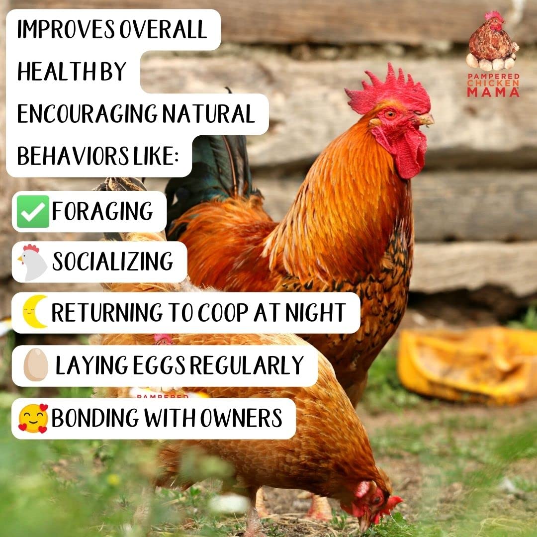 Kelp for Chickens & Duck Feed (1 Pound): Chicken Vitamins | Chicken Supplements | Vitamins for Chickens | Pampered Chicken Mama