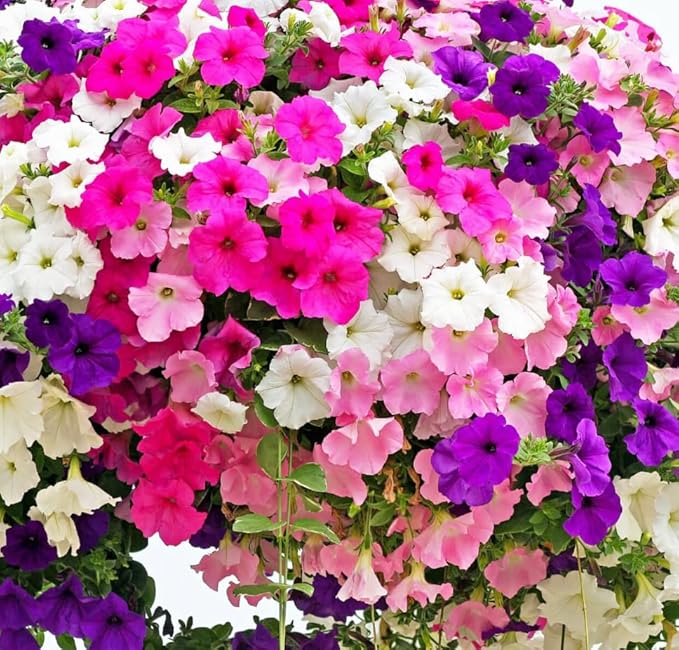 6000+ Petunia Seeds for Planting – Mix Color Annual Flower Seeds for Outdoor Garden, Hanging Baskets, and Indoor Pots – Easy to Grow, Non-GMO, Heirloom-Quality