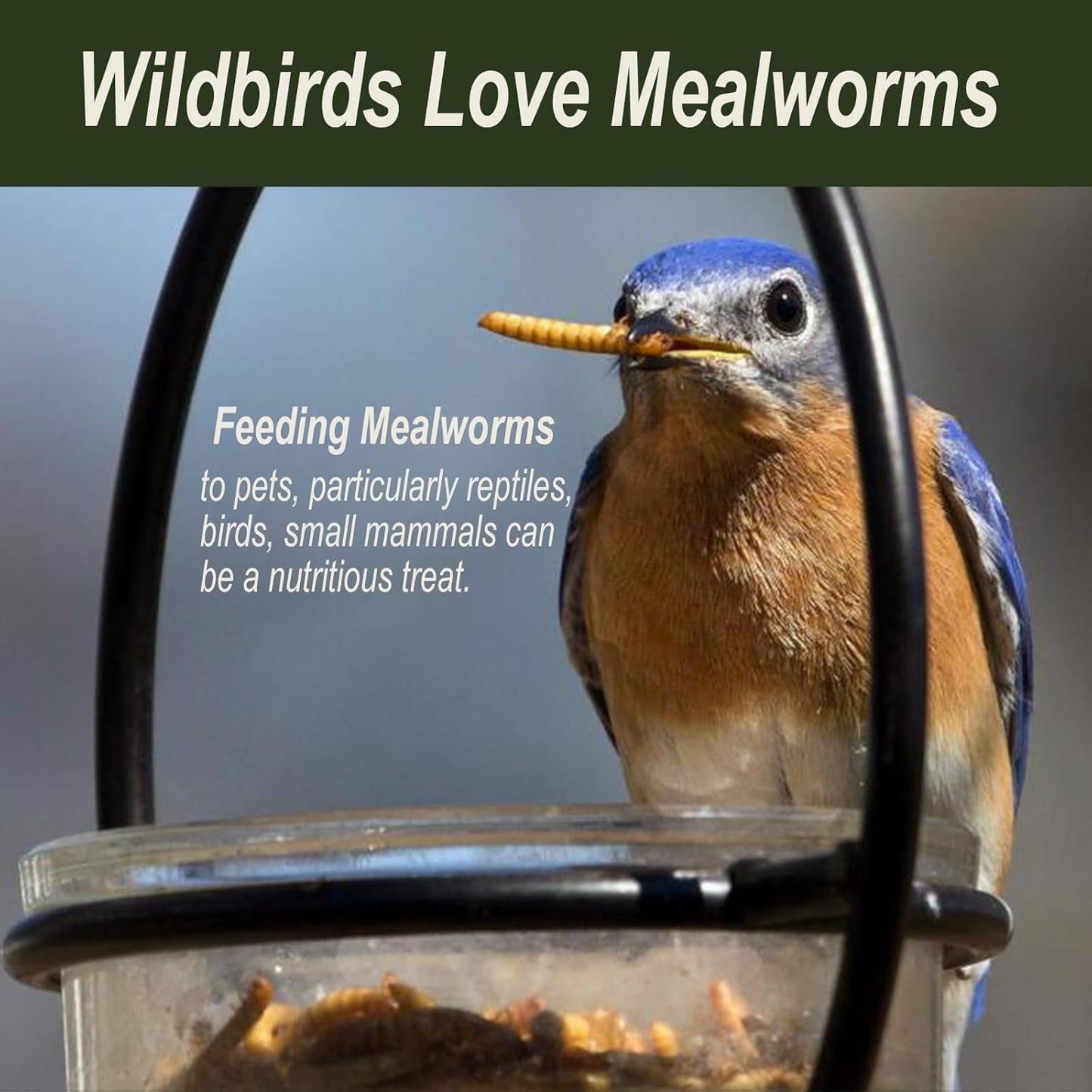 Adaman Dried Mealworms -10 LBS- 100% Natural Non GMO High Protein Mealworms - Bulk Meal Worms for Chickens & Birds, Ducks - Best Chicken Treats, Bird Food, Turtle Food