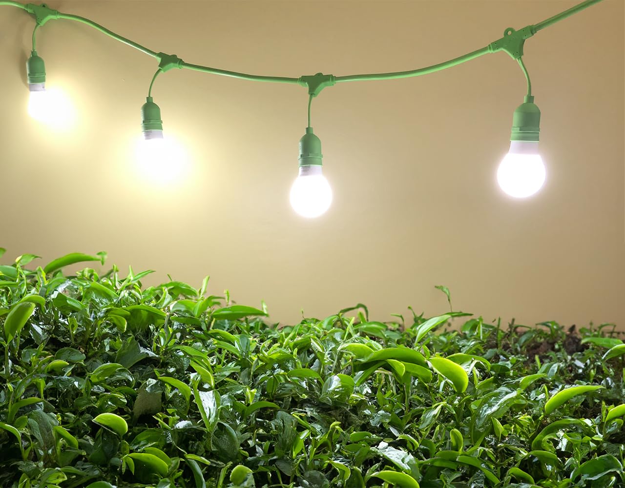 Miracle LED Sippa Sun Indoor Tea Grow Light Kit – Home Grown Green, Black, Oolong Tea – Absolute Daylight Full Spectrum Replace 100W Grow Bulbs & 4-Socket Corded Fixture with Timer (4-Pack)
