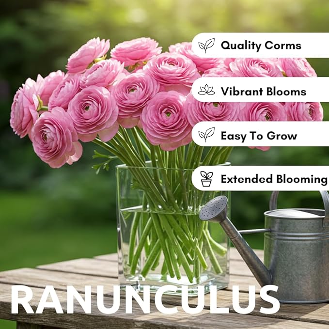 Ranunculus Flower Bulbs for Growing - Perennial Flowers with Extended Bloom Times - Ranunculus Corms for Planting (10 Pink Corms)