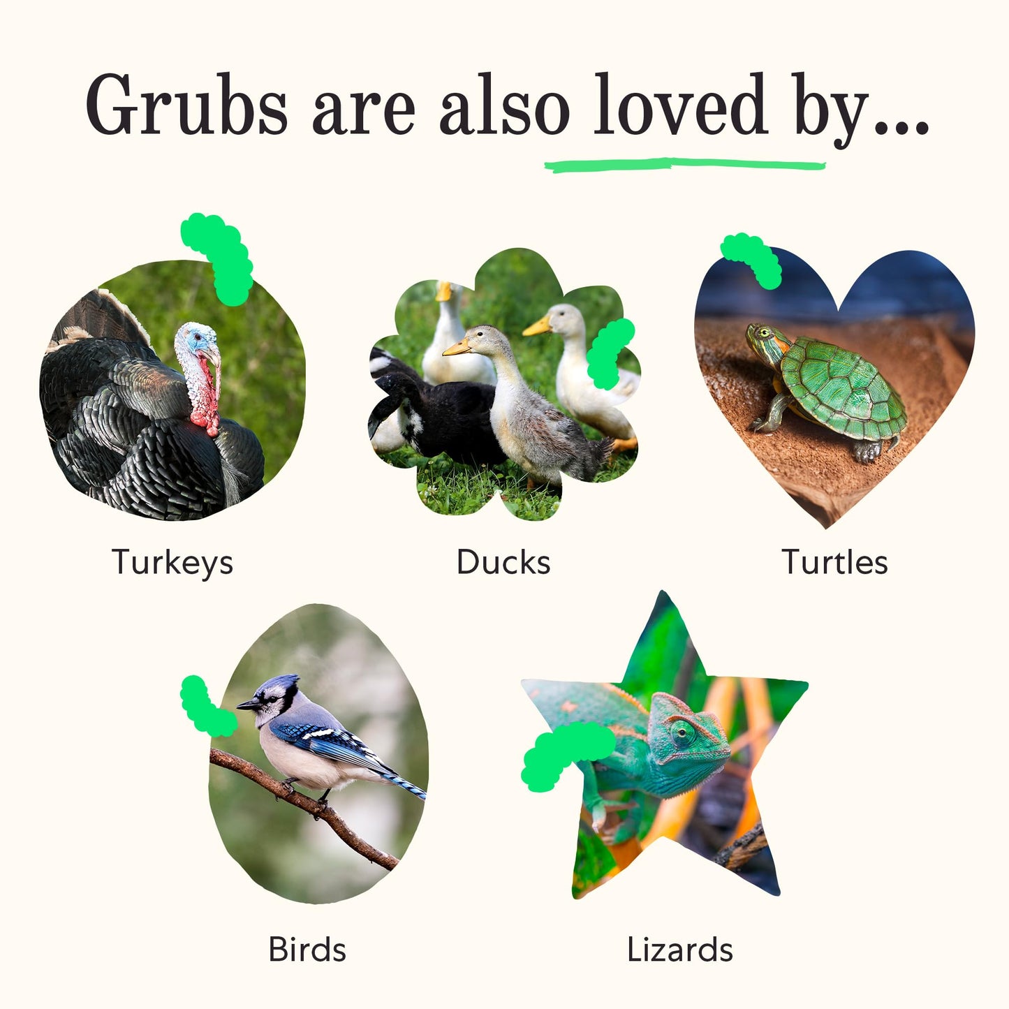 Grubblies - Black Soldier Fly Larvae for Chickens - Chicken Treats Grown in The US and Canada - for Strong Eggshells and Healthy Feathers - Grubblies Hometown Harvest 1LB