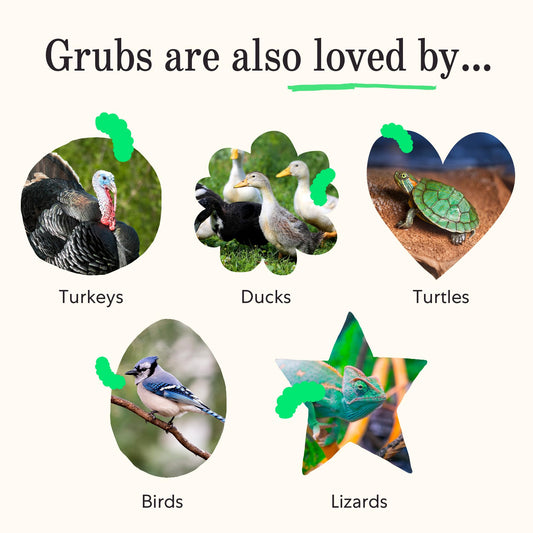 Grubblies - Black Soldier Fly Larvae for Chickens - Chicken Treats Grown in The US and Canada - for Strong Eggshells and Healthy Feathers - Grubblies Hometown Harvest 1LB