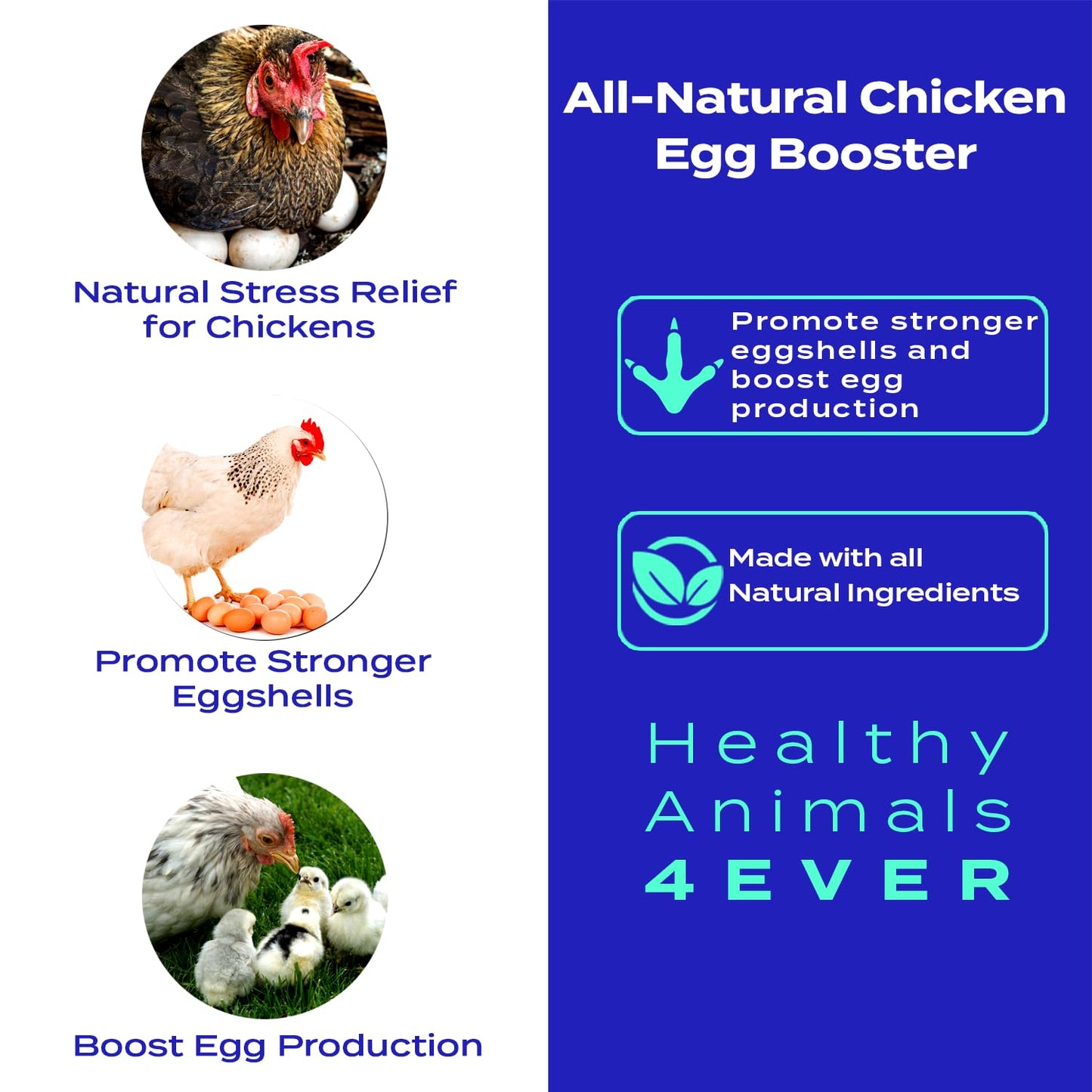 HealthyAnimals4Ever HA4E - Chicken Egg Booster Supplement - Supports Stronger Eggshells & Stress Relief - Highly Effective Homeopathic Formula - Natural Egg Strengthening Tablets - 300 Count