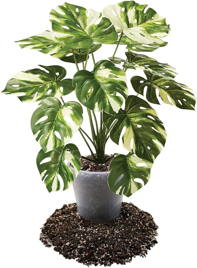 Premium Aroid Potting Mix - Soil Free Blend for Aroids - Growing Medium for House Plants by Gardenera - (2 Quart Bag)