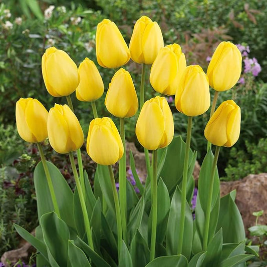 Eden Brothers Tulip Bulbs, Golden Parade, 10 Bulbs | Perennial Flowers, Spring or Fall Planted, Full Sun, Indoor Forcing or Outdoor Planting, Easy-to-Grow | Zones 3, 4, 5, 6, 7, 8