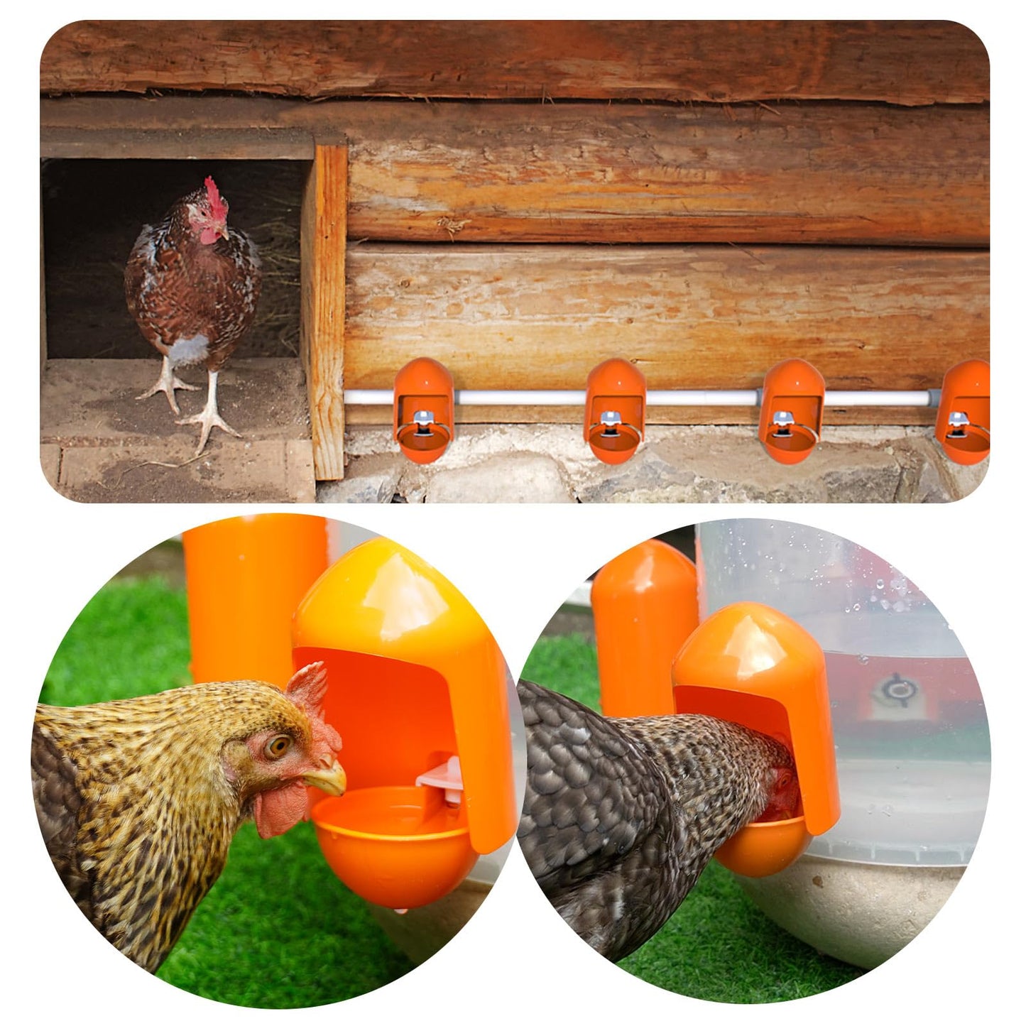 Large Chicken Waterer Cups Automatic with Anti-Roosting Cover | Poultry Waterer Cups Suitable for Chicks, Duck, Goose, Turkey and Bunny (5 Pack)