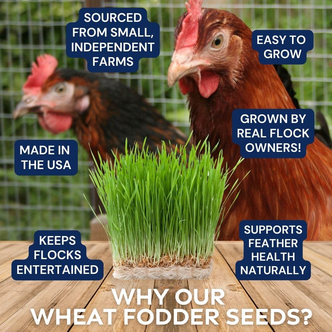 Pampered Chicken Mama Non-GMO Fodder Seeds for Chickens (3 pounds), Pasture Grass Seed, Wheat Grass Seeds for Growing, Wheat Seeds for Fodder