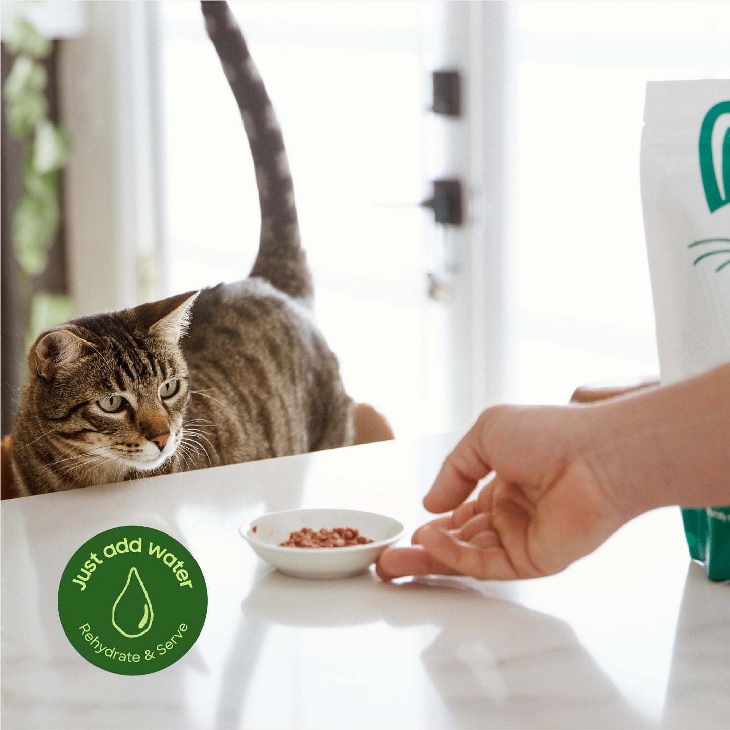 smallbatch Freeze-Dried Raw Cat Food, Shelf Stable Food Bites, Turkey Recipe, High Protein Meal or Topper for Cats, Humanely Raised Meat, Organic, Non-GMO Produce, Made in The USA, 10oz Bag