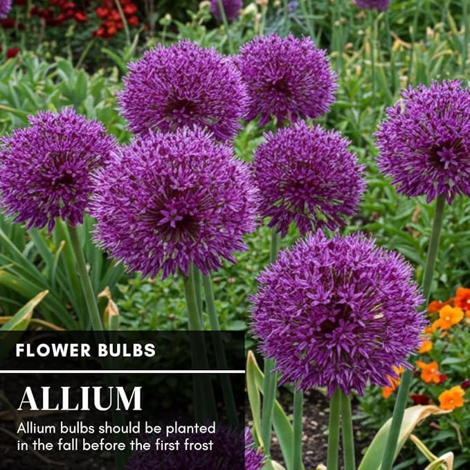 10 Dark Purple Allium Bulbs Blooming Onion Flowering Perennial Garden Flower