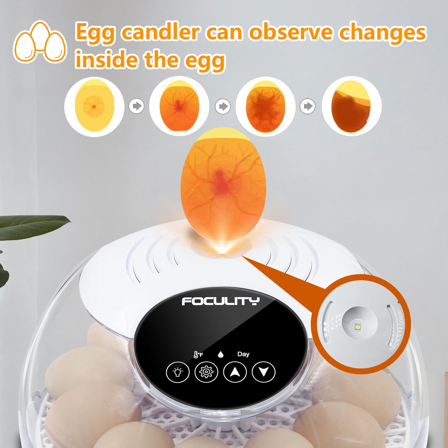 FOCULITY Egg Incubators for Hatching Eggs with Smart Automatic Turning Small Poultry Duck Quail 12 Eggs Chicken Incubator Temperature Days Control Humidity Display Candler Hatcher Machine, Fahrenheit
