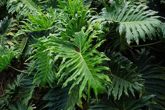 Gardenera Split Leaf Philodendron Potting Soil - Enhances Aeration and Drainage for Thriving Foliage - 3 Quart