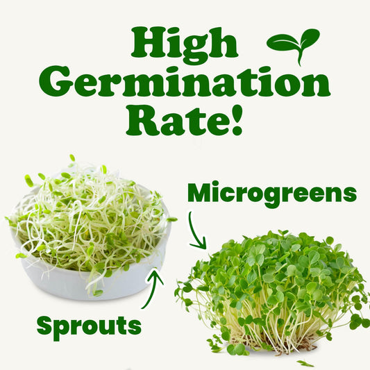 Food to Live Organic Clover Seeds for Sprouting, 10 Pounds Non-GMO, Pure, Vegan, Kosher, Bulk, Edible Seeds, Rich in Vitamins, Minerals, Fiber for Growing Sprouts, Microgreens High Germitation Rate