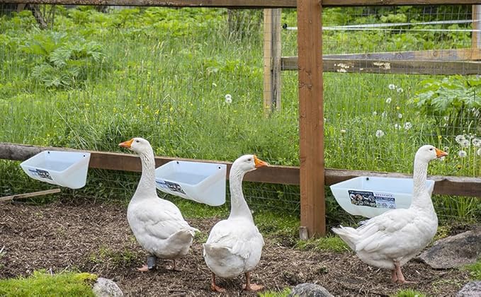 Chicken Feeder Waterer, Goat Feeder - 3 Pack, 5.5 Quart, for Goats Chickens Duck Sheeple Dogs Piglets Deers Gooses, Turkeys, Goat Supplies