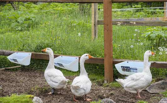 APRICOCK Chicken Feeder Waterer, Goat Feeder - 3 Pack, 5.5 Quart, for Goats Chickens Duck Sheeple Dogs Piglets Deers Gooses, Turkeys, Goat Supplies
