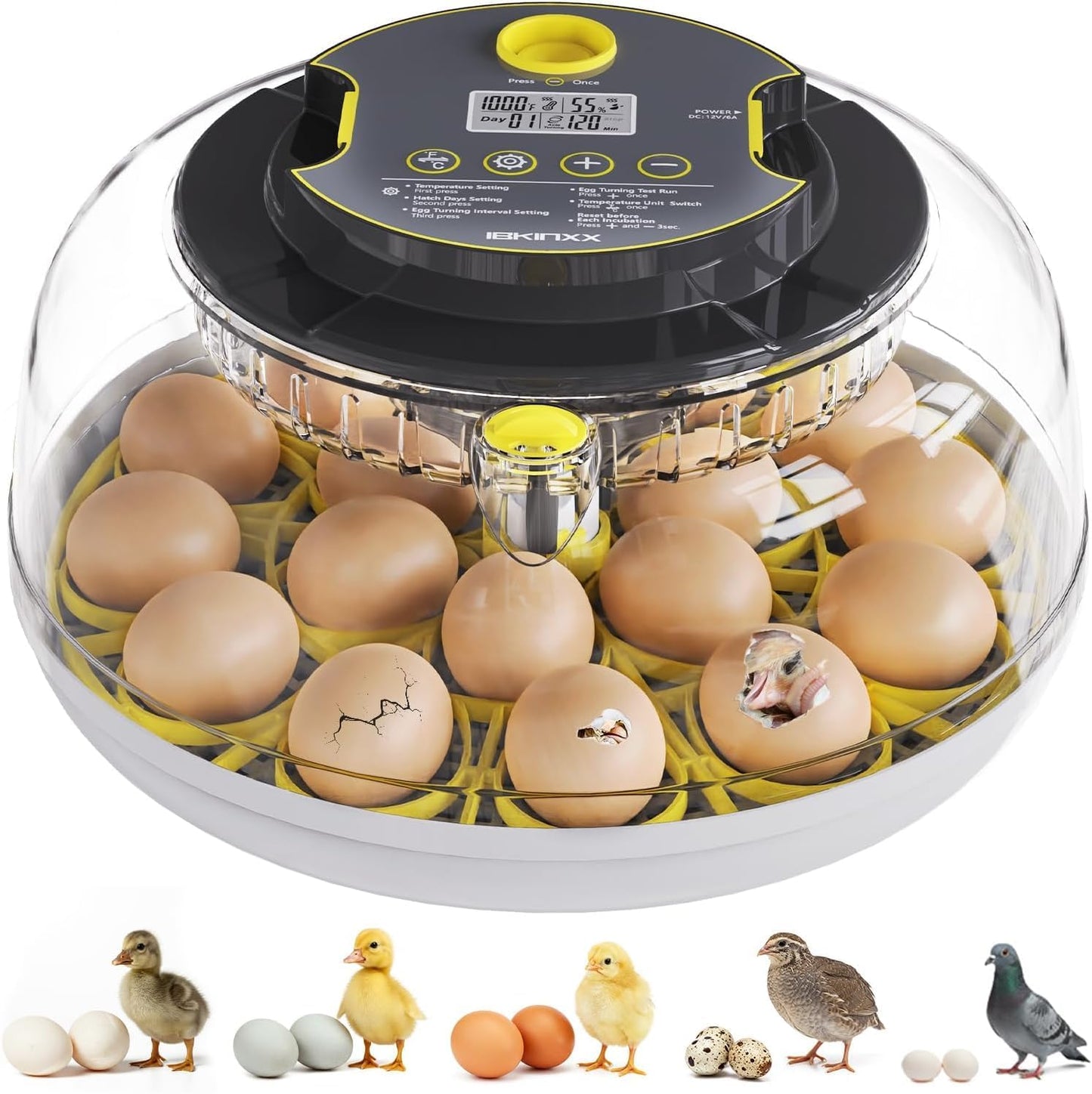IBKINXX Incubator for Hatching Eggs-18 Egg Capacity, Automatic Egg Turner, Temperature & Humidity Control, 360° Viewing for Chicken, Duck and Quail Eggs