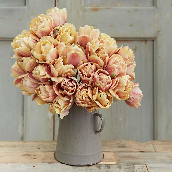 Eden Brothers Tulip Bulbs, La Belle Epoque, 10 Bulbs | Perennial Flowers, Spring or Fall Planted, Full Sun, Indoor Forcing or Outdoor Planting, Easy-to-Grow | Zones 3, 4, 5, 6, 7, 8