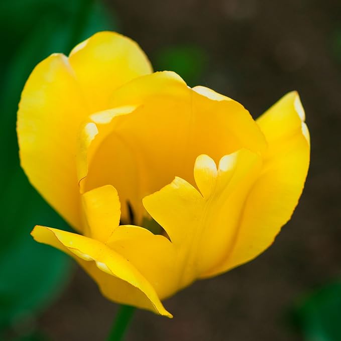 Eden Brothers Tulip Bulbs, Golden Parade, 10 Bulbs | Perennial Flowers, Spring or Fall Planted, Full Sun, Indoor Forcing or Outdoor Planting, Easy-to-Grow | Zones 3, 4, 5, 6, 7, 8